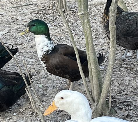 Mallard Hybrid Duck — Bonticou Ducks