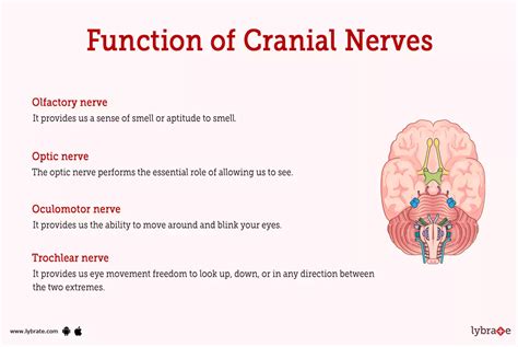 Cranial Nerve Functions Google Search Cranial Nerves Cranial Hot Sex