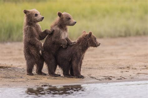 Three Bear Cubs Katmai Alaska By Peter Norvig