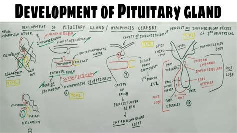 Pituitary Gland Development Chart Tcml Youtube