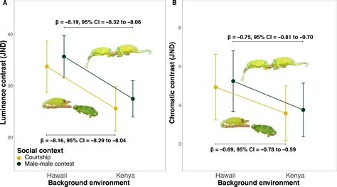 Invasive Chameleons Released From Predation Display More Conspicuous