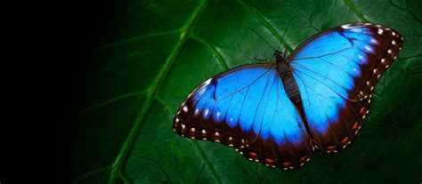 The habit of life of this butterfly is very interesting: Butterfly Symbolism and Meaning in World Culture | Shop LC