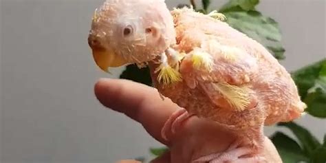Naked Bird Loves To Fly Around Her Living Room Videos The Dodo