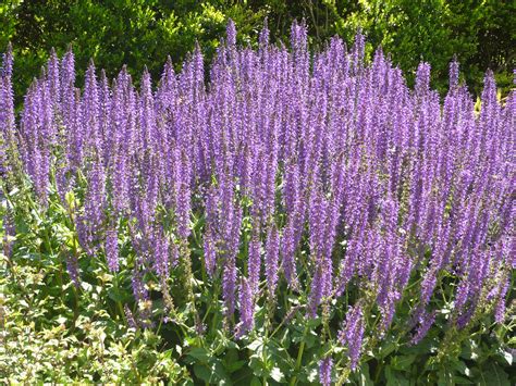 Maybe you would like to learn more about one of these? Salvia 'May Night' | Utah gardening, Meadow sage, Best ...