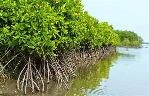 Komposisi Jenis Dan Sebaran Ekosistem Mangrove Di Pesisir Desa Kedawang