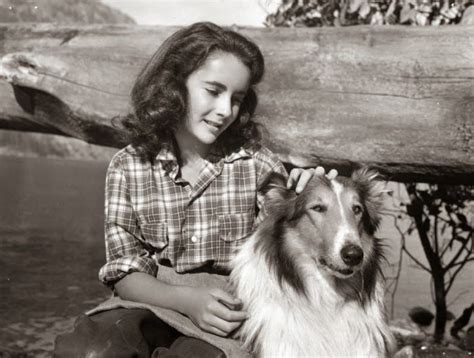Elizabeth Taylor In Courage Of Lassie Celebrities With Cats Celebrities Then And Now