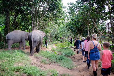 Ethical Elephant And Wildlife Sanctuaries In Thailand