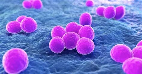 Microbiologia Staphylococcus Aureus Resumos Medicina