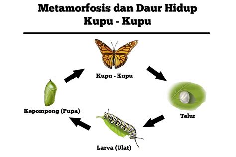 Maybe you would like to learn more about one of these? Daur Hidup dan Metamorfosis Kupu Kupu : Siklus dan Proses