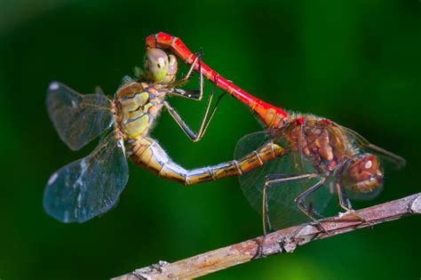 Female Dragonflies Fake Their Own Death To Avoid Male Advances Metro News
