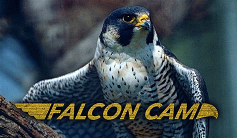 Carbontv Live Cam Peregrine Falcon Nest Receives 4 New Eggs Outdoorhub