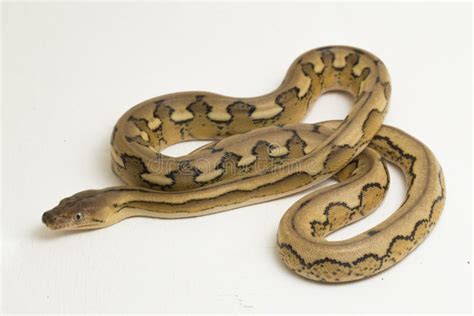 Platinum Tiger Reticulated Python Snake Stock Image Image Of Albino
