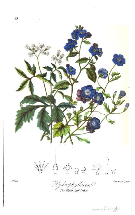 Illustrations Of The Natural Orders Of Plants With Groups And