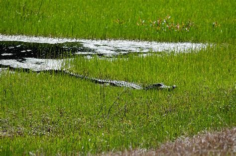 Gator Swamp Alligator Predator Reptile Nature Dangerous Outdoors