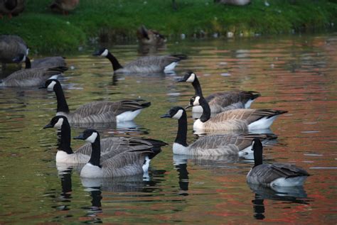 Free Images Wildlife Wild Fauna Birds Duck Goose Wetland