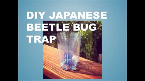 Diy Japanese Beetle Bug Trap Youtube