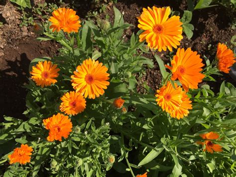 We did not find results for: How to Make Calendula Oil | GardensAll