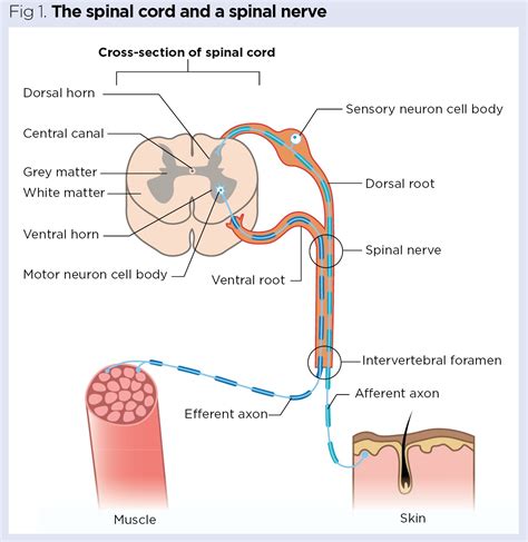Spinal Cord And Spinal Nerves Cross Section