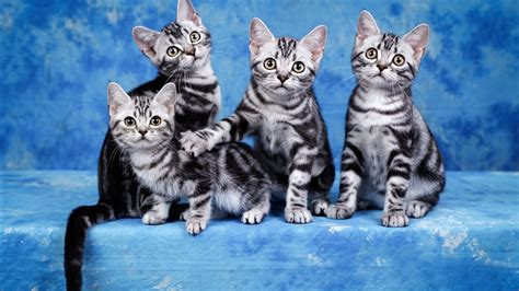 Four Cute Black And White Kittens In A Sky Blue Background Hd Animals