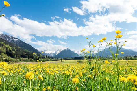 Yellow Flower Meadow With Snow Covered Mountains And Traditional Wooden