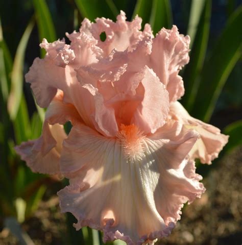 Tall Bearded Iris Iris Heart Of Glass In The Irises Database