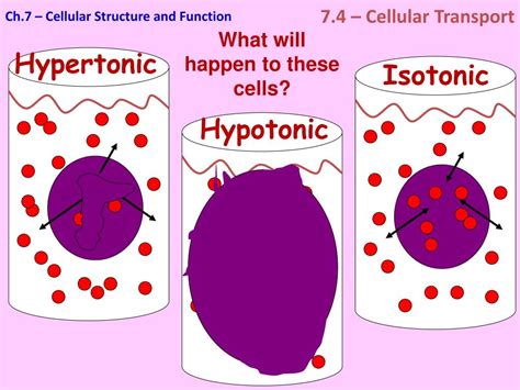 Hypertonic Hypotonic Isotonic Simple Diagrams Stormrep