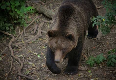 European Brown Bear Zoochat
