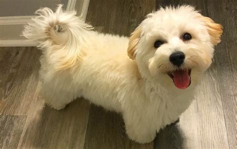Teacup Maltipoo - 12 Surprising Facts You should Know