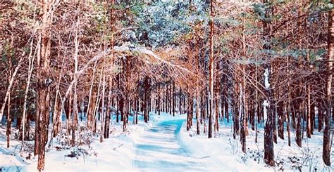 You Can Skate Through This Enchanted Forest In Quebec All Winter Listed