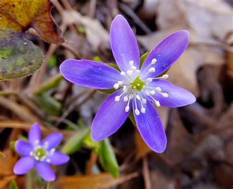 It blooms in the fall and is best planted in the spring. Plants Amaze Me: Spring Wildflowers in Southwest Michigan