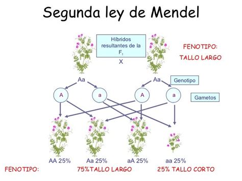 Leyes De Mendel Genotipo Y Fenotipo