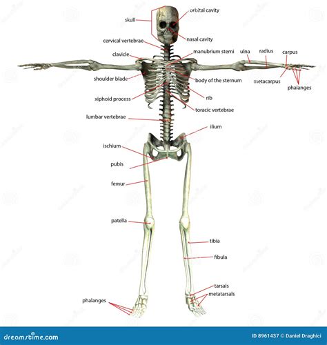 Skeleton Bone Names Stock Illustration Illustration Of Human 8961437