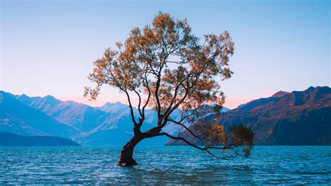 Download 1920x1080 New Zealand Lake Wanaka Lonely Tree