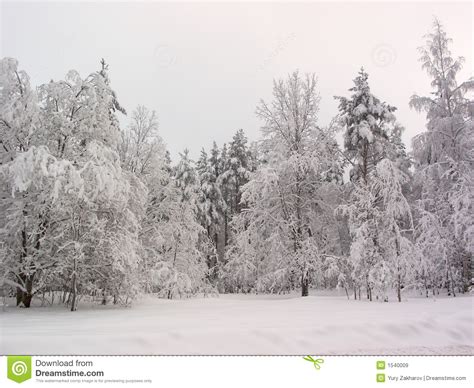Winter Forest Snow Field Royalty Free Stock Images