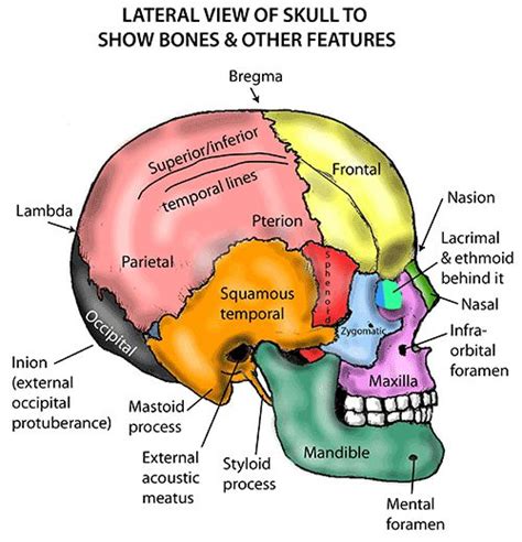 Instant Anatomy Head And Neck Areasorgans Skull Lateral View