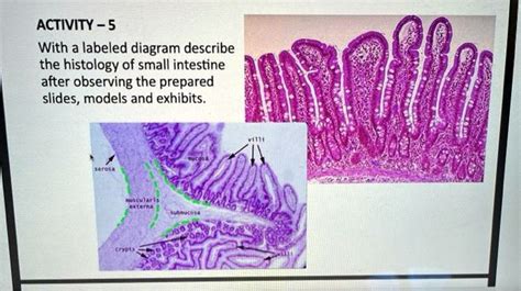 Solved Activity With A Labeled Diagram Describe The Histology Of