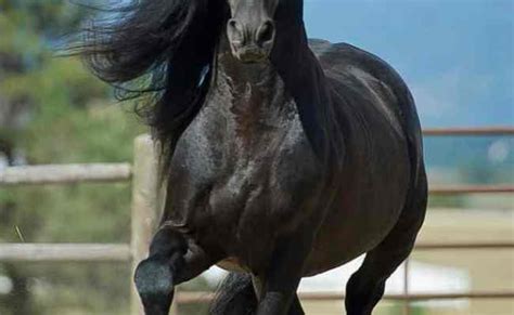 Top 7 Most Expensive Horse Breeds In The World Otosection