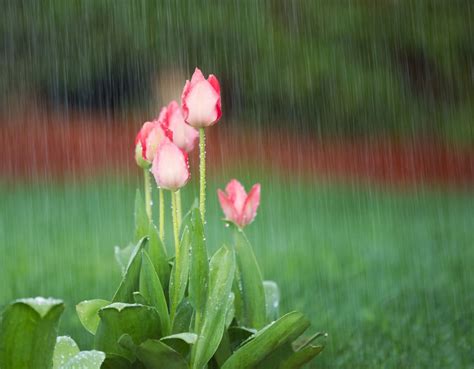 See more ideas about spring time, spring, flowers. In What Season is Home Storm Water Damage Most Common?