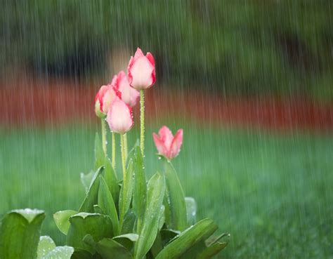 See more ideas about spring time, spring, flowers. In What Season is Home Storm Water Damage Most Common?