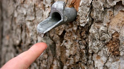 Maple Syrup Tips For Tapping Into Natures Sweetest Treat
