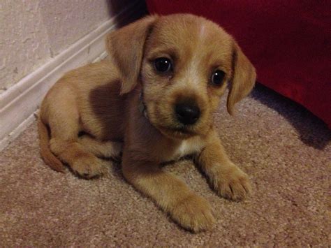 Daisy My Cute Beagle And Golden Retriever Mix Golden Retriever Beagle