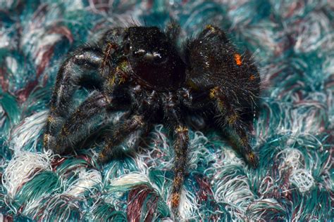 Learn which spiders make good pets. Jumping Spider | Remember my class pet Jumping Spider? I ...