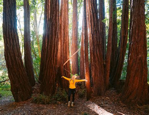 9 Top Things To Do At Henry Cowell Redwoods State Park