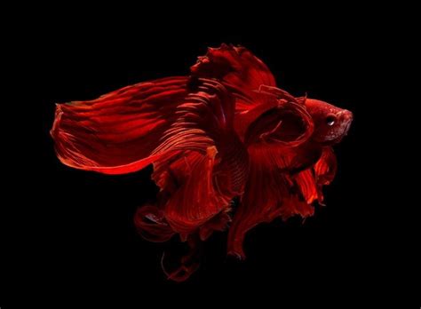 Portraits Of Siamese Fighting Fish By Visarute Angkatavanich