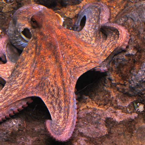 Top 100 Sea Animals Octopus