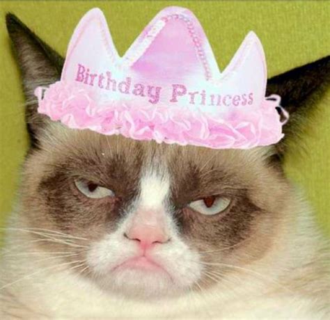 Pin By Bridgette Kearns On Angry Cat Grumpy Cat Birthday Grumpy Cat