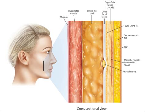 1 Overview Of Facial Tissue Anatomy Plastic Surgery Key