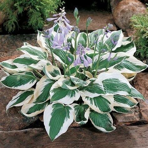 How long before they bloom? 20 Varieties Rare Hosta Plant Seeds, 100pcs/pack ...