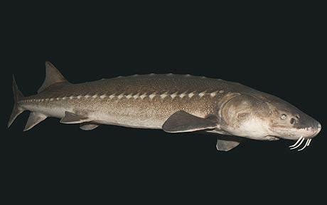 Maybe you would like to learn more about one of these? The Beauty of Underwater: Kaviar