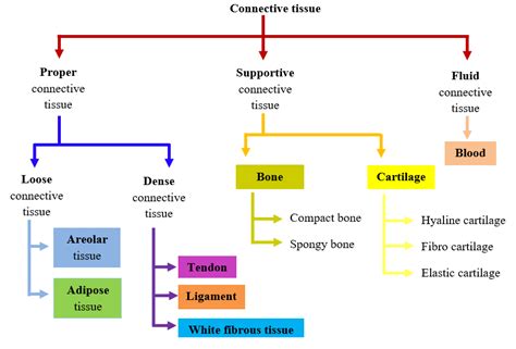 Connective Tissue W3schools